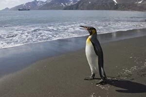 Penguins Collection: King Penguin - Heading out to sea Saint Andrews Bay, South Georgia