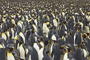 Images Dated 27th April 2006: King Penguin - huge breeding colony