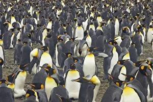 Images Dated 27th April 2006: King Penguin - huge breeding colony