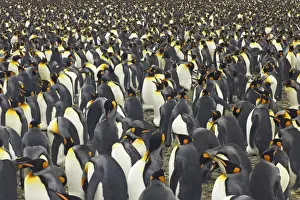 Communities Prints: King Penguin - Huge breeding colony Aptenodytes patagonicus Salisbury Plain South Georgia BI008038