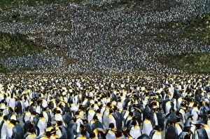 King Penguin - incubating adults & 10 month old chicks