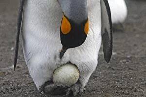 King Penguin - incubating egg