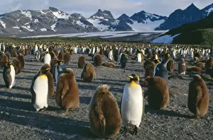 Communities Prints: King penguin JPF 11208 Breeding colomy with chicks 10 month old Salisbury Plain