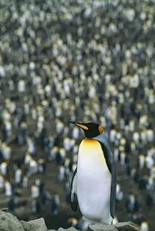 Leadership Prints: King Penguin JPF 8550 South Georgia