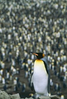 Stand Out Collection: King Penguin JPF 8550 South Georgia, Antarctica. Aptenodytes patagonicus © Jean-Paul Ferrero