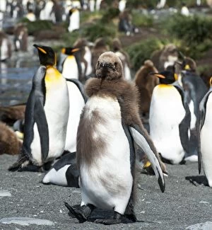 King Penguin juvenile moulting