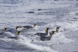 King Penguin - leaving sea