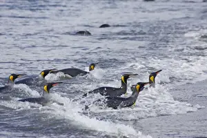 King Penguin - Leaving sea Aptenodytes patagonicus Salisbury Plain South Georgia BI008096