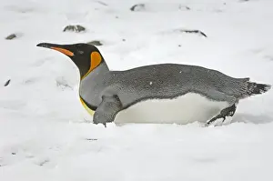 King Penguin - lying on snow, South Georgia, Antarctica