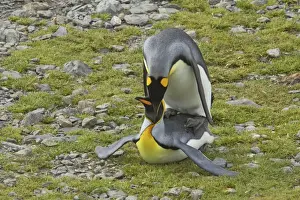 King Penguin - Mating Aptenodytes patagonicus Fortuna Bay South Georgia BI008134