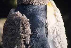 King Penguin - Moulting