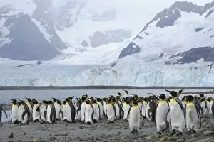 Images Dated 24th July 2007: King Penguin - moulting flock in front of Glacier