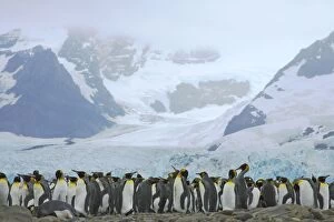 King Penguin - moulting flock in front of Glacier