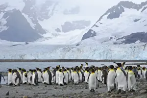 Masses Prints: King Penguin - Moulting flock in front of Glacier Aptenodytes patagonicus Ross Glacier South Georgia BI008319