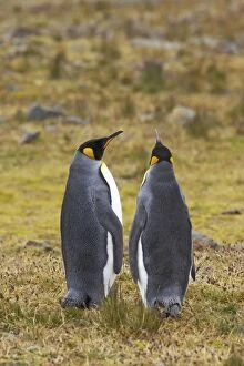 King Penguin - pair