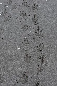 Images Dated 15th January 2008: King Penguin - tracks