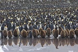 King Penguin - young in colony
