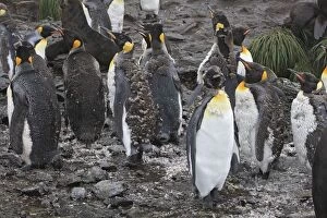 Images Dated 14th January 2008: King Penguin - young moulting