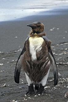 Images Dated 15th January 2008: King Penguin - young moulting