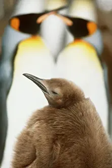 King Penguins - two adults and 10 Month Old Chick