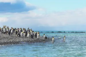 Harbour Prints: King penguins on the beach, Gold Harbour, South Georgia, Antarctica Date: 03-03-2020