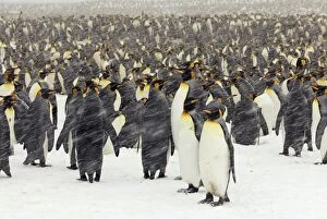 King Penguins in blizzard
