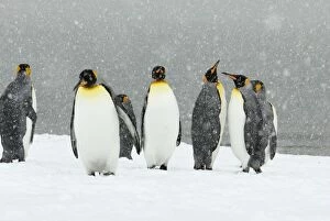 Images Dated 16th April 2007: King Penguins in blizzard - South Georgia - St.Andrews Bay - Antarctica