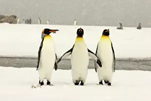 King Penguins in blizzard - South Georgia - Antarctica