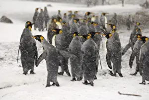 King Penguins in blizzard - South Georgia - Antarctica