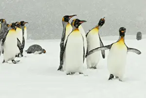 King Penguins in blizzard - South Georgia - St. Andrews Bay - Antarctica