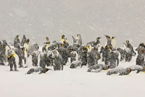 King Penguins in blizzard - South Georgia - St. Andrews Bay - Antarctica