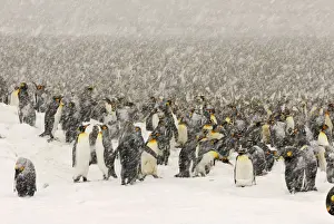 King Penguins in blizzard - South Georgia - St. Andrews Bay - Antarctica