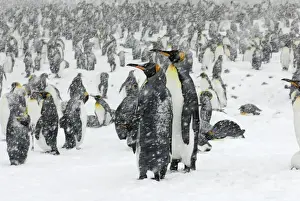 King Penguins in blizzard - South Georgia - St. Andrews Bay - Antarctica