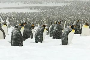 King Penguins in blizzard - South Georgia - St. Andrews Bay - Antarctica