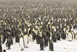 King Penguins in blizzard - South Georgia - St. Andrews Bay - Antarctica