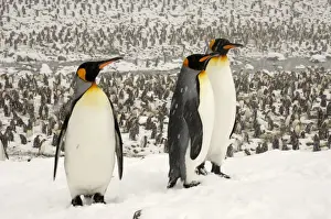 King Penguins in blizzard - South Georgia - St. Andrews Bay - Antarctica