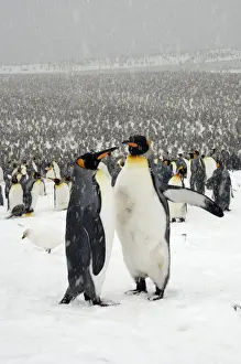 King Penguins in blizzard - South Georgia - St. Andrews Bay - Antarctica