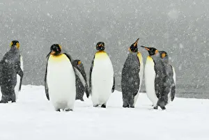 King Penguins in blizzard - South Georgia - St. Andrews Bay - Antarctica