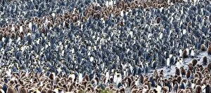 Crowd Gallery: King Penguins colony