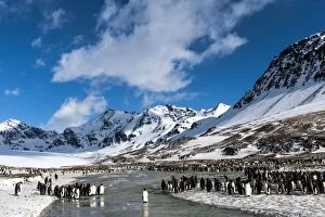 Images Dated 23rd October 2015: King Penguins colony with snow-capped mountains