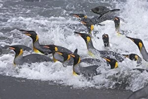 King Penguins - coming ashore in a panic as Fur
