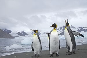 Behind Gallery: King Penguins - by sea with glacier behind