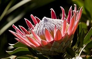 King Protea. rare shrub of Fynbos in Western