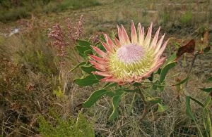 Images Dated 9th February 2011: King Protea VAN 173 Zuurberg Mountains, Addo Elephant National Park, South Africa