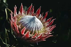 Images Dated 9th February 2011: King Protea WW 2476 Protea cynaroides © Wardene Weisser / ardea.com