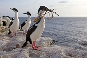 Albivente Gallery: King Shag / Imperial Shag - with nesting material