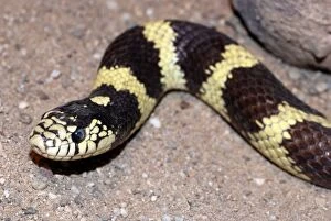 Images Dated 6th May 2008: King Snake