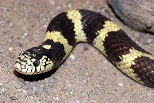 King Snake