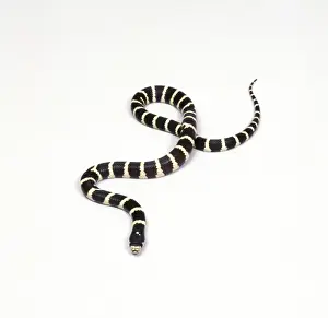 King Snake JD 15645 © John Daniels / ARDEA LONDON