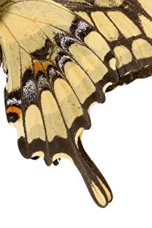 King Swallowtail (Heraclides thoas)